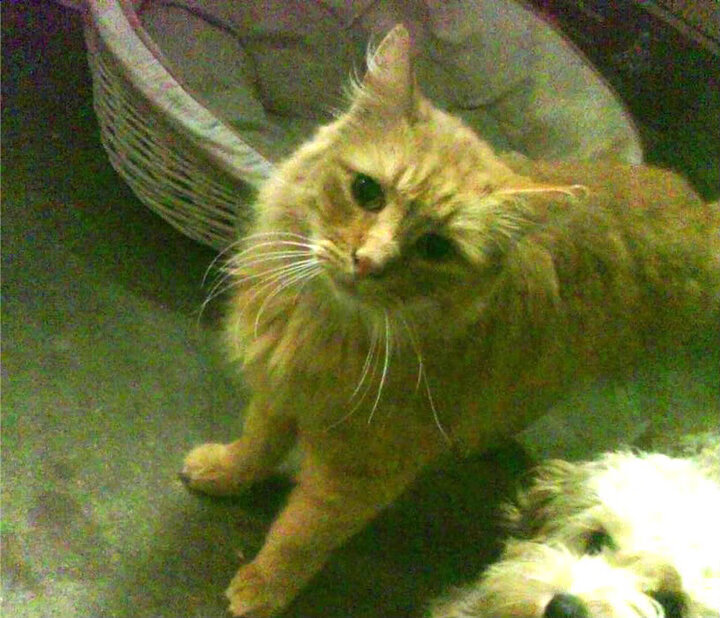 ICON:那些在欧冠留名百年的足球巨星,欧冠足球明星