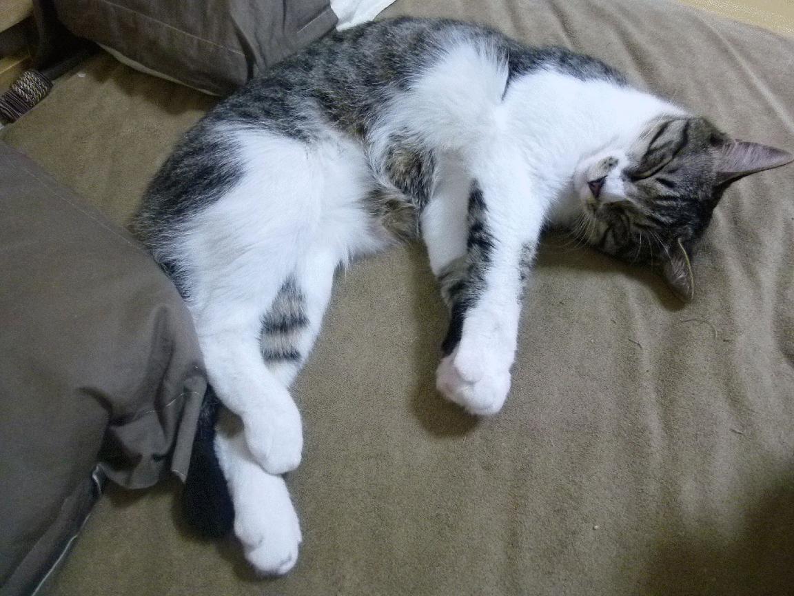 ICON:那些在欧冠留名百年的足球巨星,欧冠足球明星