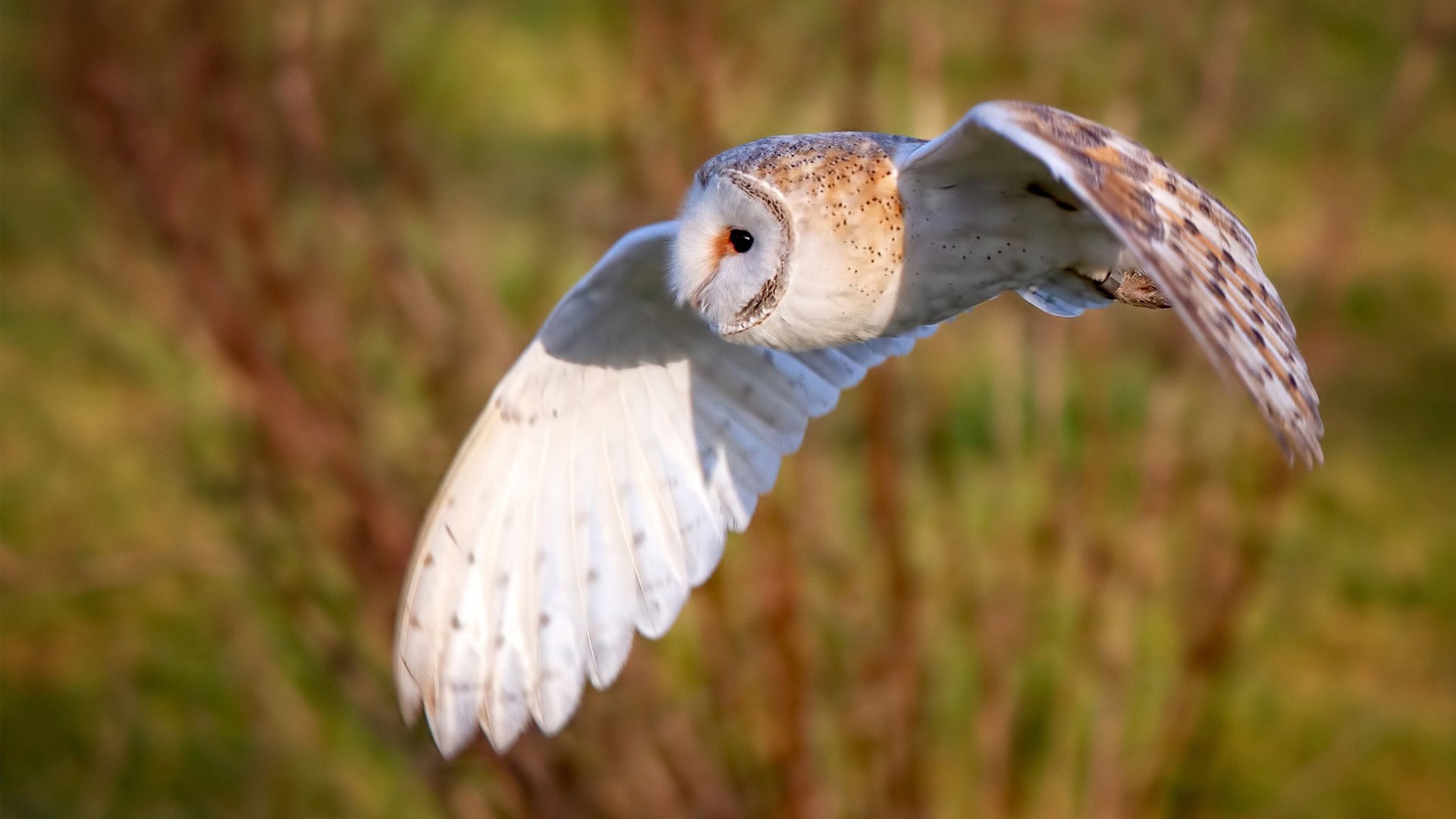 《电竞赛事的全场流媒体直播：极致视听盛宴》，电竞即时