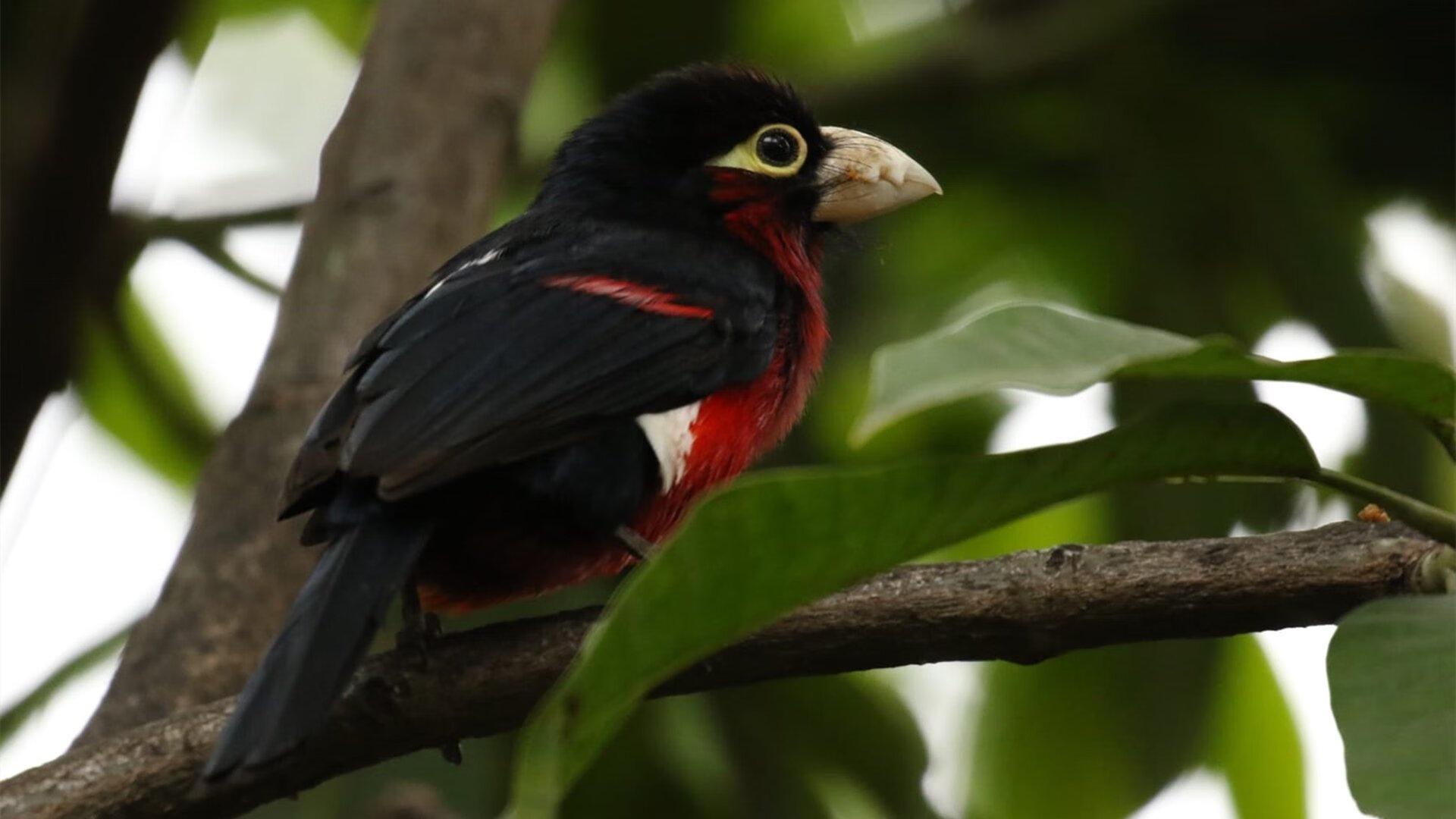 东部季后赛首轮激战，战局紧张刺激，东部季后赛首轮对阵出炉