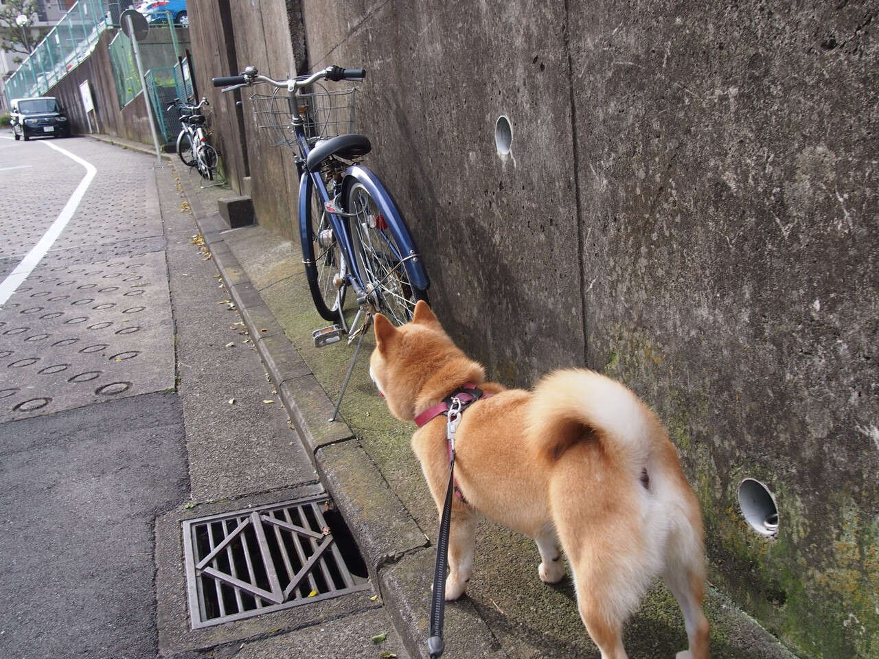 全国登山冠军赛,攀登不止追求高度,2021年登山比赛
