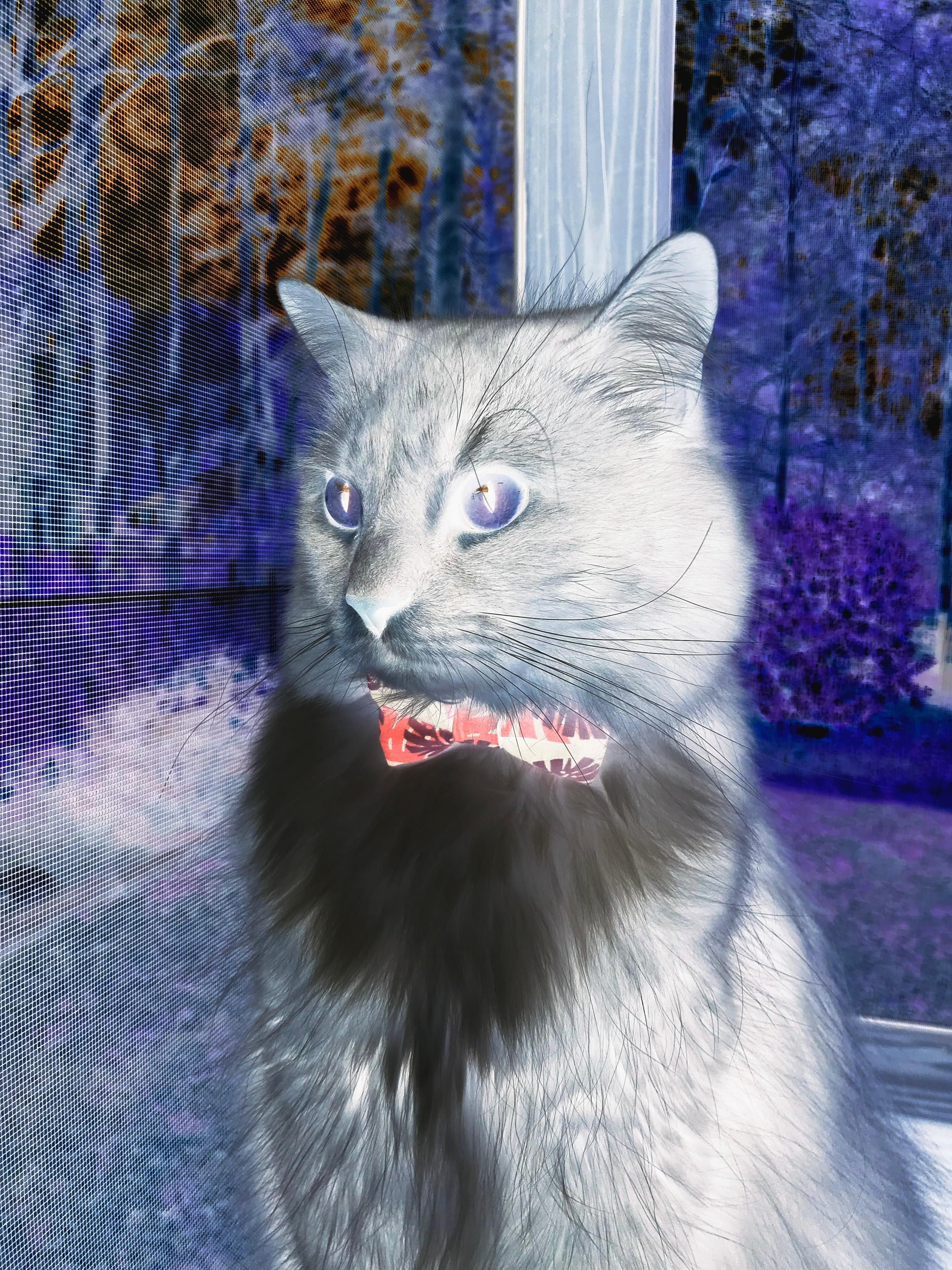 国际排球赛，激烈争夺胜利荣耀，国际排球大赛