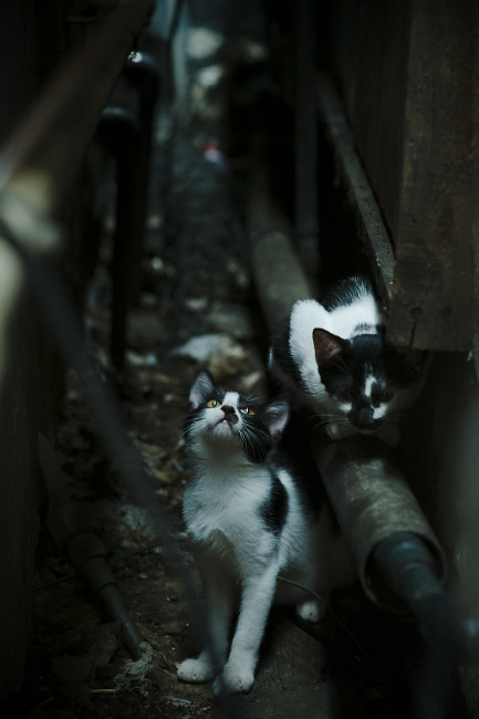 OG·阿努诺比在NBA常规赛中展现进攻多样性,og阿奴诺比选秀报告