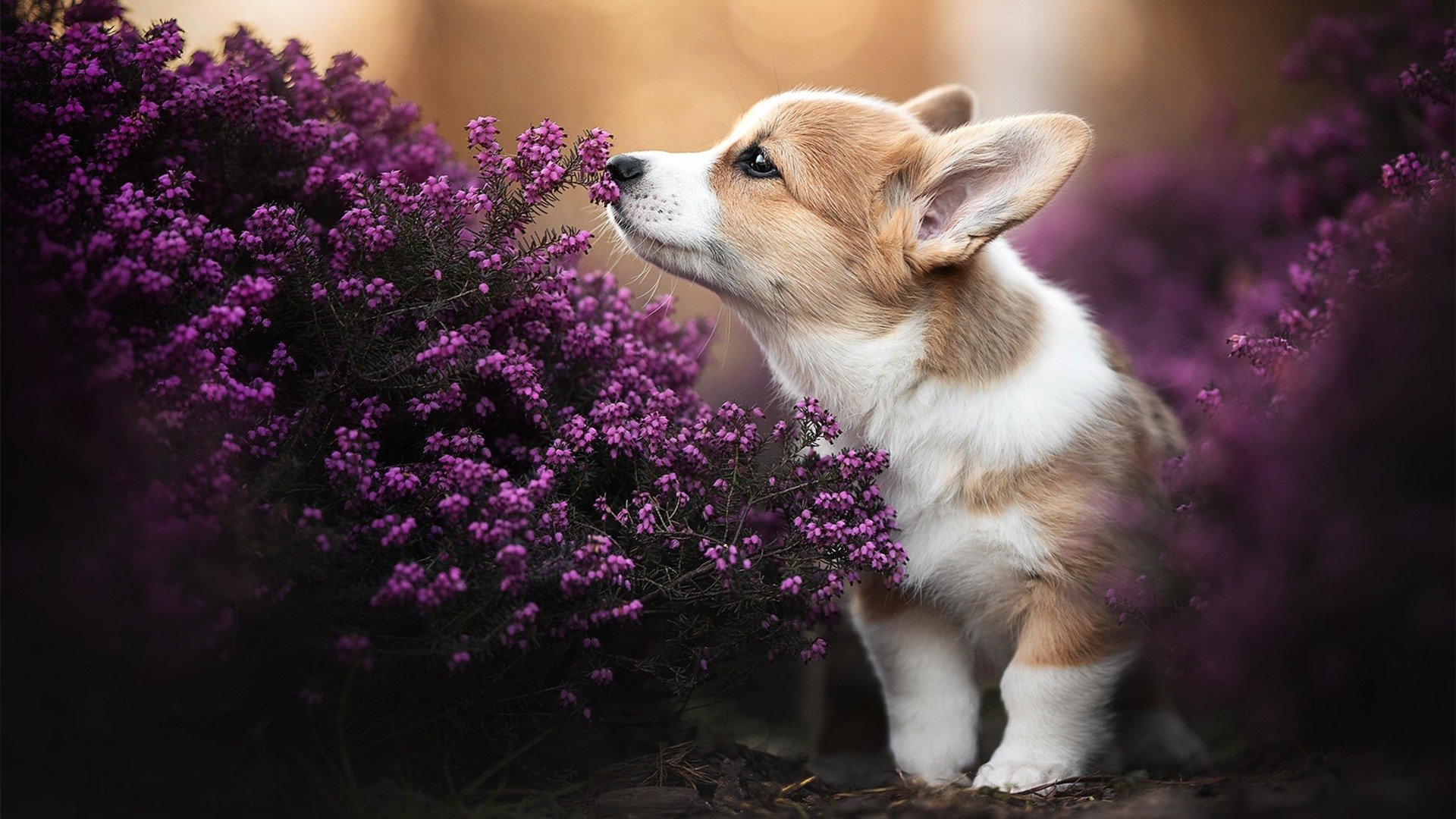 “法甲巅峰对决:豪门对阵引爆全场”,法甲土豪