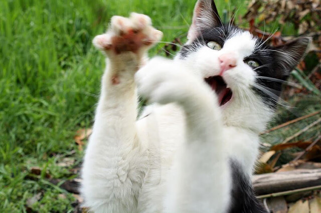 《《英雄联盟》新版本上线，调整英雄“艾希”增添新玩法》，英雄联盟新功能