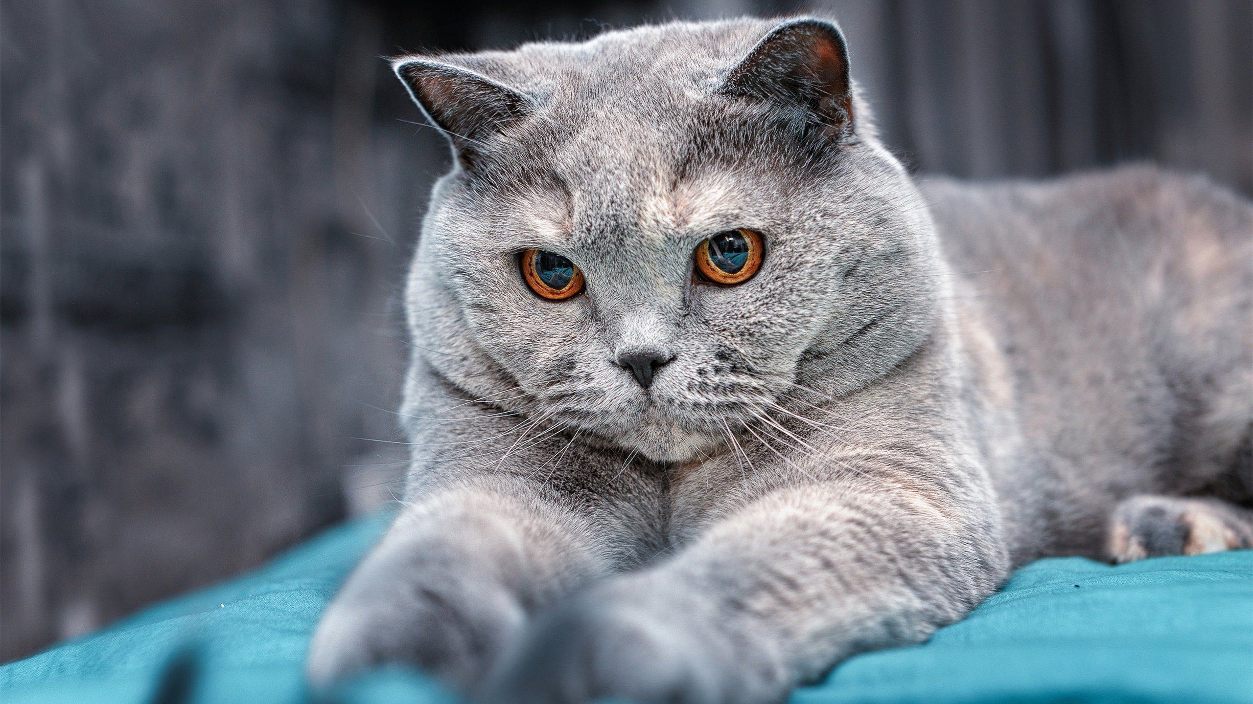 九游官网下载电脑版-国际排球赛，激烈争夺胜利荣耀，国际排球大赛